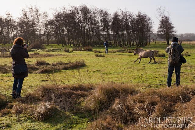 Fotografieworkshop Schotse Hooglanders en Konikpaarden