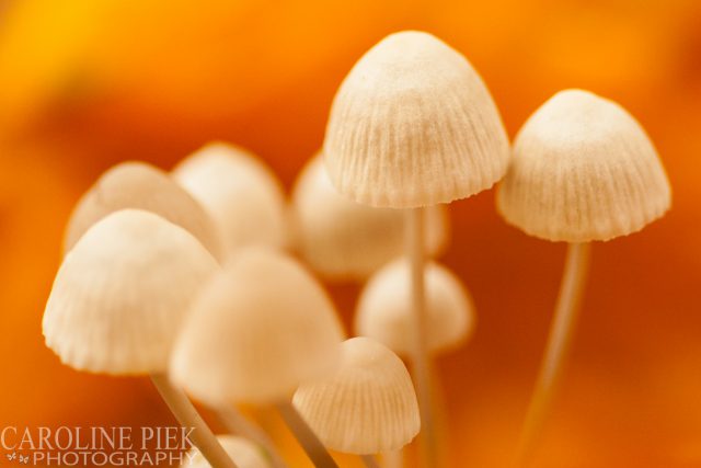 fotografieworkshop paddenstoelen fotograferen