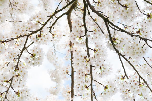 Bloeiende prunus in het voorjaar