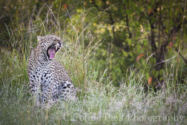 Gapende luipaard (Panthera pardus) in bedauwd veld