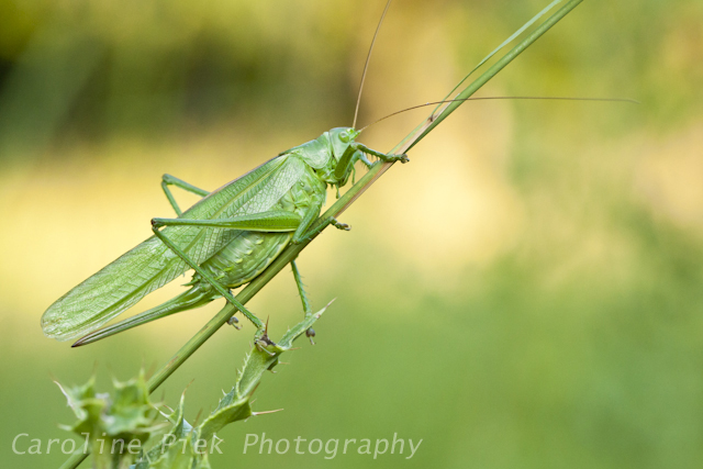 Great Green Bush-cricket (Tettigonia viridissima) resting on thistle