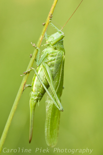 Great Green Bush-cricket (Tettigonia viridissima)