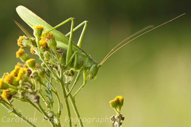 Great Green Bush-cricket (Tettigonia viridissima)