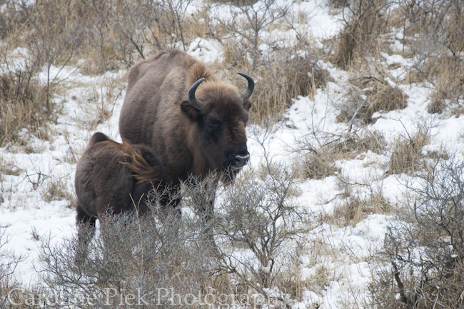 European bison (Bison bonasus) nursing calf in snow covered dunes, nationaal park Zuid-Kennemerland.