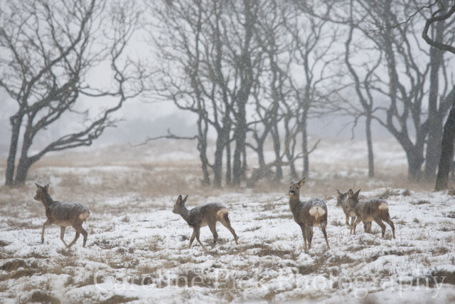 Roe deer (Capreolus capreolus) at snowy Amsterdamse Waterleidingduinen.