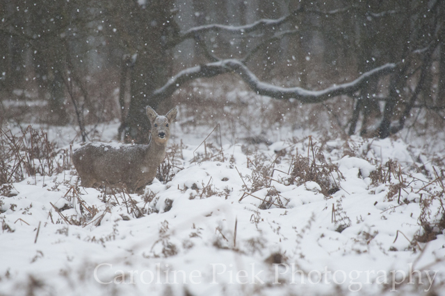 Roe deer (Capreolus capreolus) at snowy Amsterdamse Waterleidingduinen.