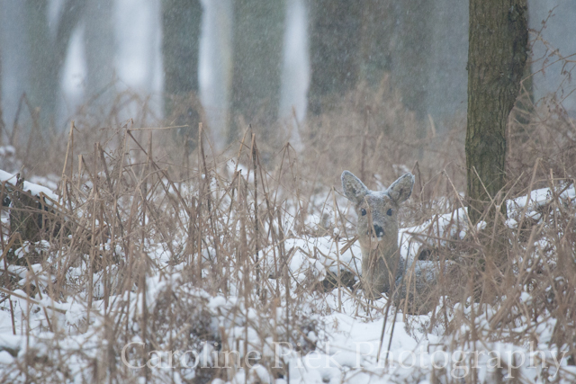 Roe deer (Capreolus capreolus) at Amsterdamse Waterleidingduinen.