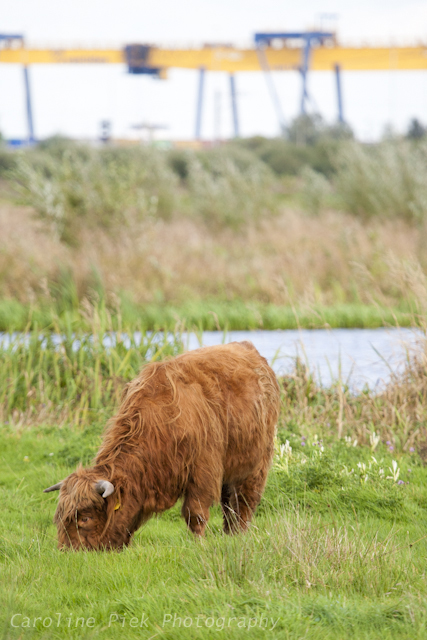 Schotse Hooglander in Zaans Rietveld