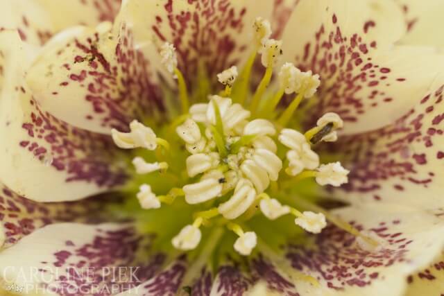 Annie Fallinger helleborus