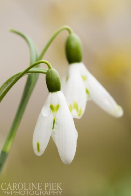 Annie Fallinger sneeuwklokjes