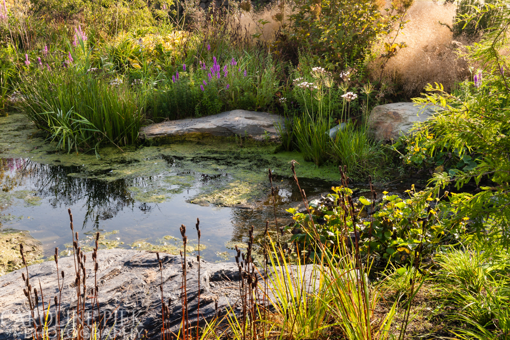 Stream Garden Noël van Mierlo