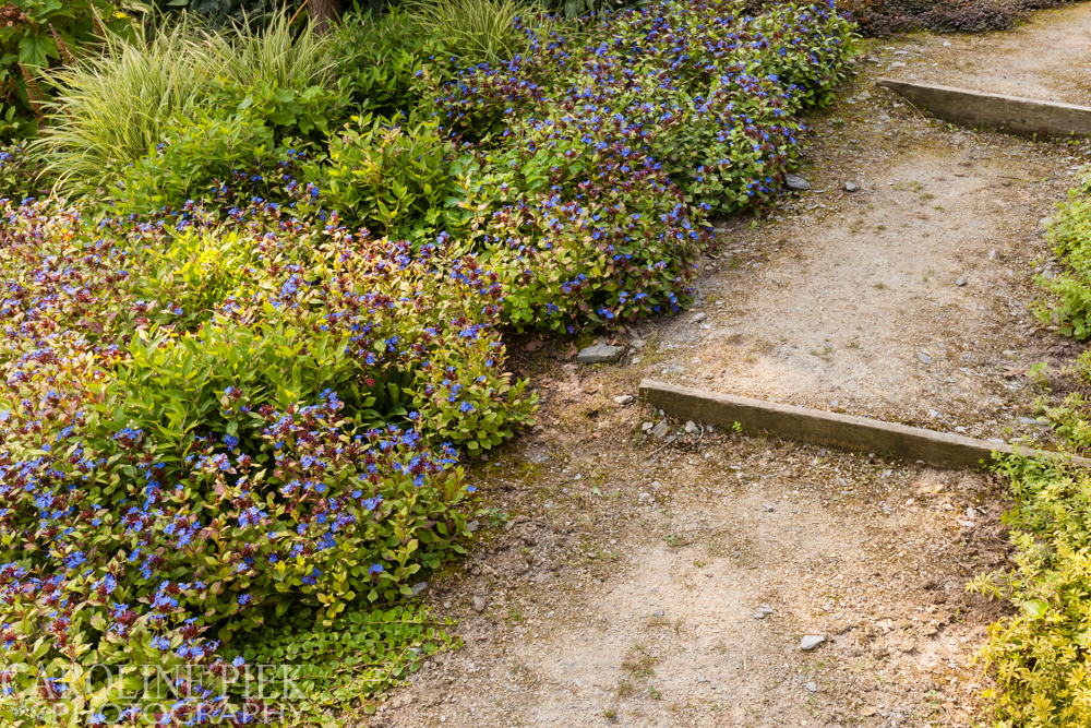 Stream Garden Noël van Mierlo