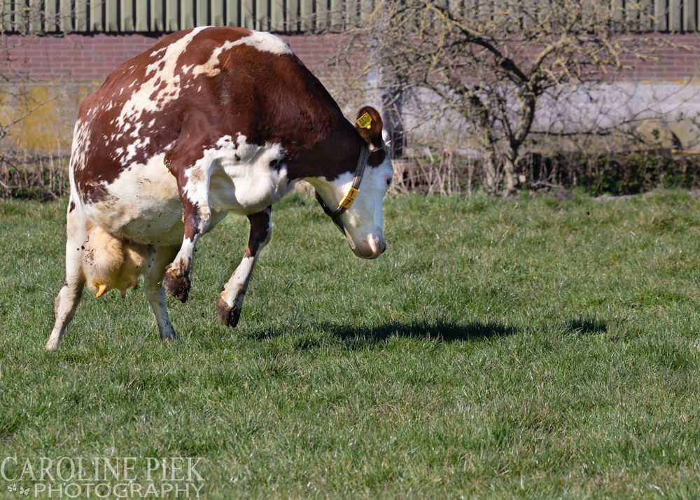 Dansende koeien springen in de wei als zij in de lente weer naar buiten mogen