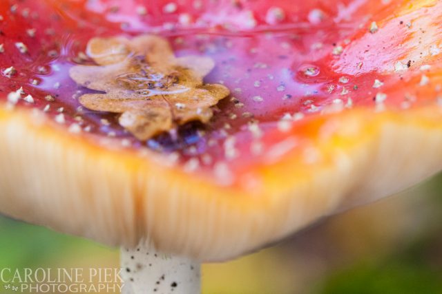 fotografieworkshop paddenstoelen fotograferen