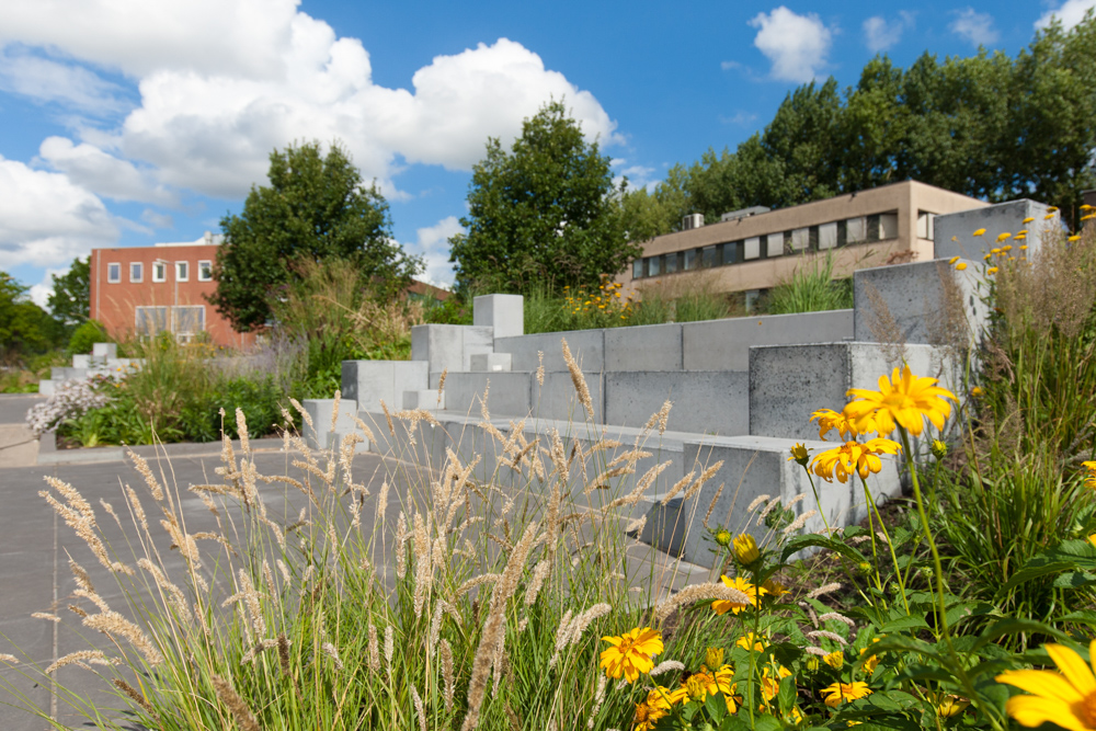 Tuinreportage van groenproject op school voor Aardoom Hoveniers