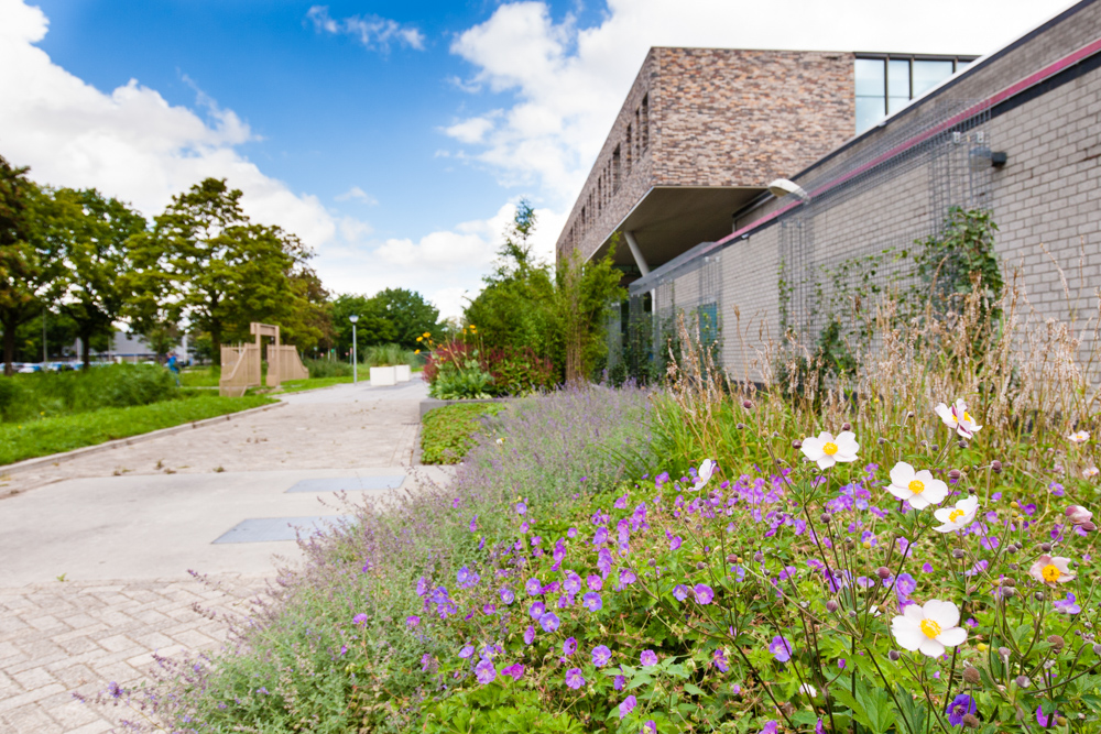 Tuinreportage van groenproject op school voor Aardoom Hoveniers