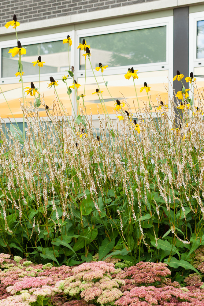 Tuinreportage van groenproject op school voor Aardoom Hoveniers