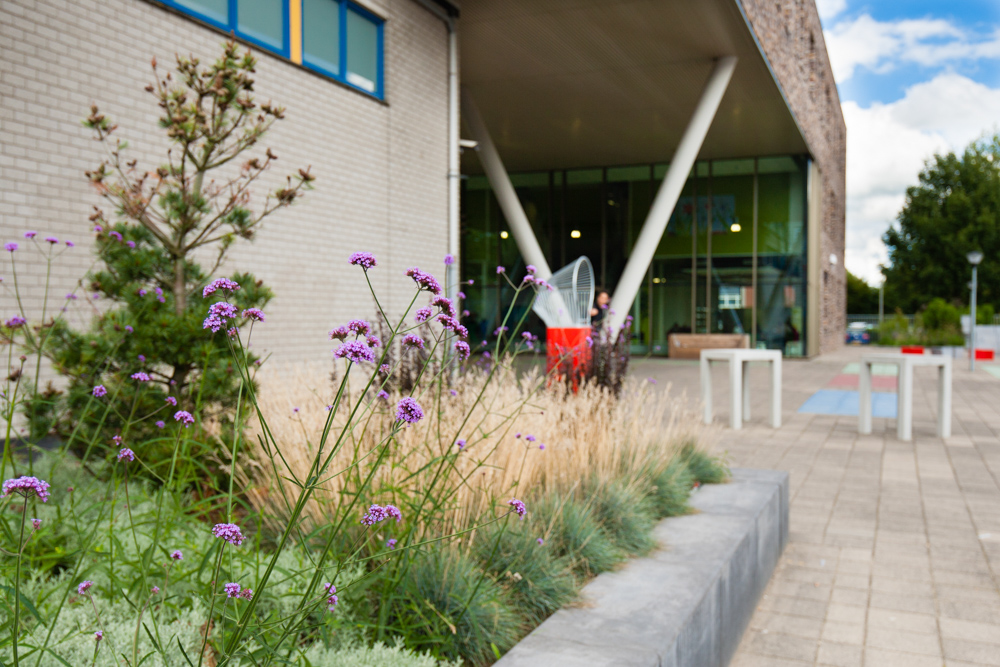 Tuinreportage van groenproject op school voor Aardoom Hoveniers