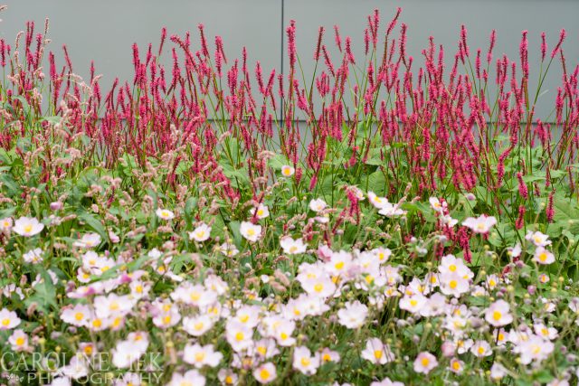 Tuinreportage in Ridderkerk voor Aardoom Hoveniers door Caroline Piek Photography