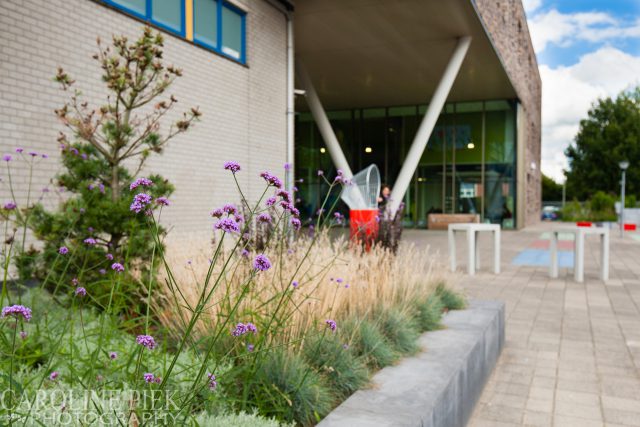 Tuinreportage in Ridderkerk voor Aardoom Hoveniers door Caroline Piek Photography