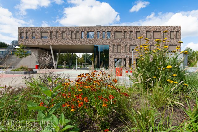 Tuinreportage in Ridderkerk voor Aardoom Hoveniers door Caroline Piek Photography