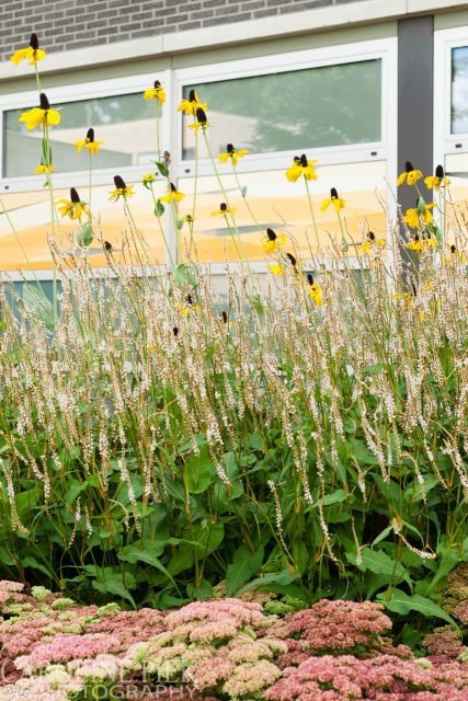 Tuinreportage in Ridderkerk voor Aardoom Hoveniers door Caroline Piek Photography