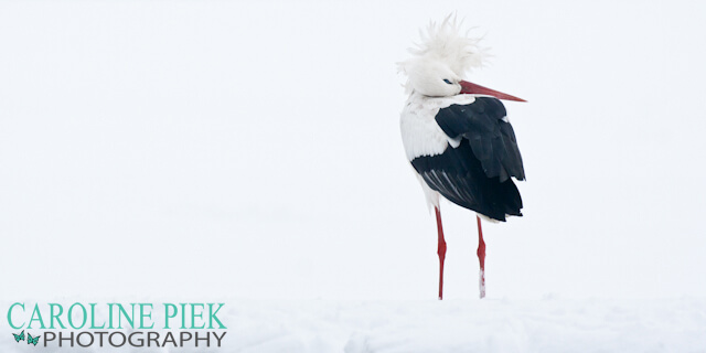 Tutorial fotograferen in de sneeuw