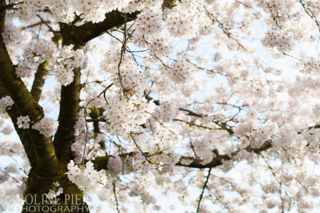 Bloeiende prunus in het voorjaar