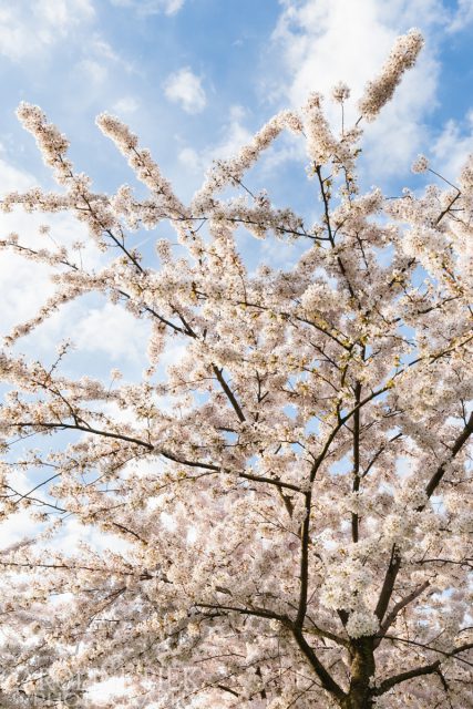 Bloeiende prunus in het voorjaar