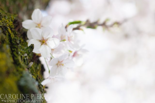 Bloeiende prunus in het voorjaar