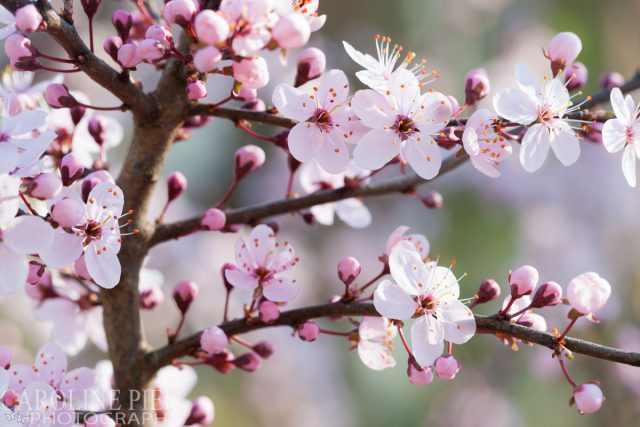 Bloeiende prunus in het voorjaar