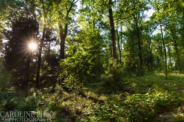 Tuinreportage in Lochem voor Groenregie door Caroline Piek Photography