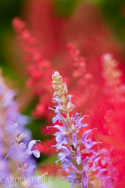 Tuinreportage in Gouda voor Hortivorm door Caroline Piek Photography