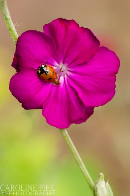 Tuinreportage in Gouda voor Hortivorm door Caroline Piek Photography