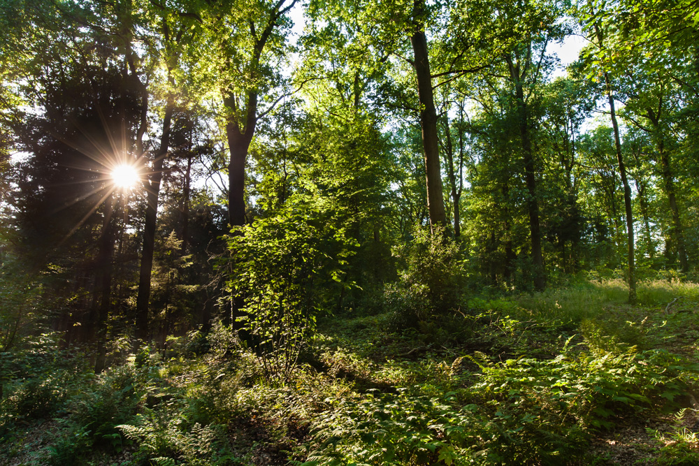 Tuinfotografie in Lochem voor Groenregie door Caroline Piek Photography