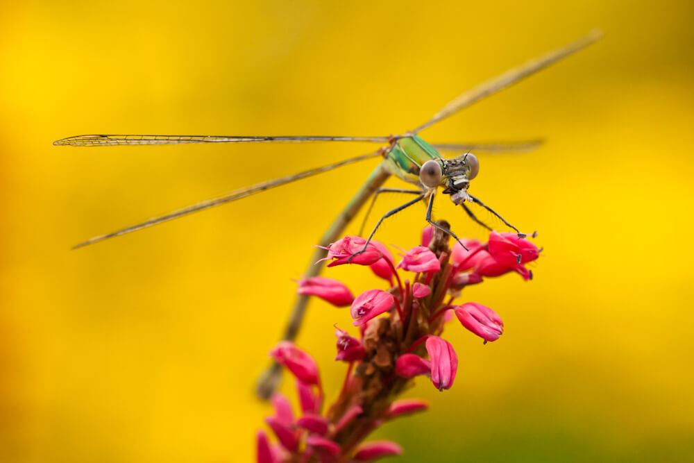 Fotoreportage van tuin in Snelrewaard voor Groenregie