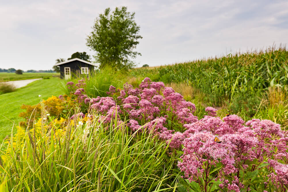 Fotoreportage van tuin in Snelrewaard voor Groenregie