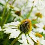 Fotoreportage van tuin in Snelrewaard voor Groenregie