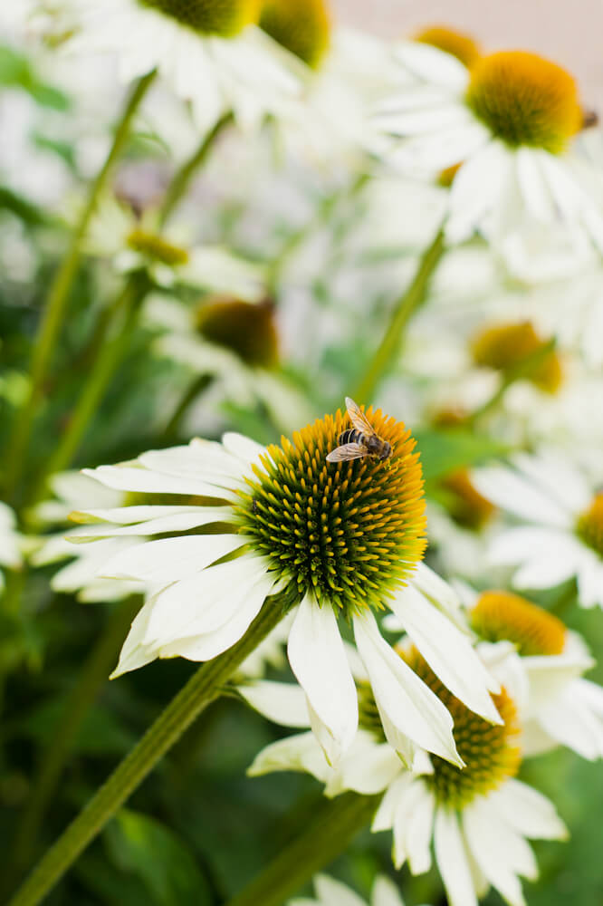 Fotoreportage van tuin in Snelrewaard voor Groenregie