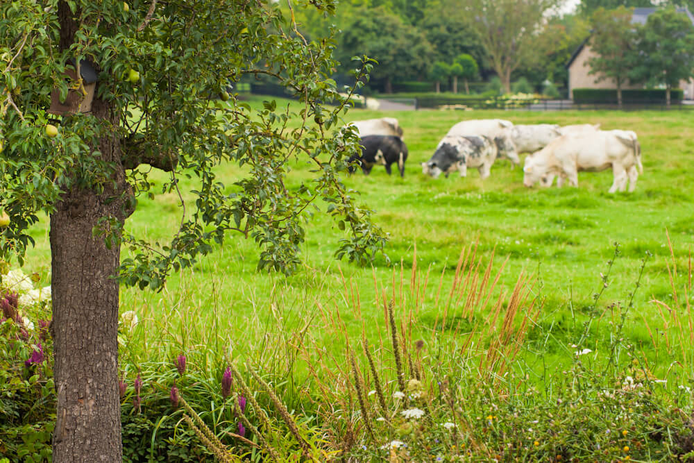 Fotoreportage van tuin in Snelrewaard voor Groenregie