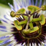 Fotoreportage van tuin in Vleuten voor Groencentrum van Kleinwee