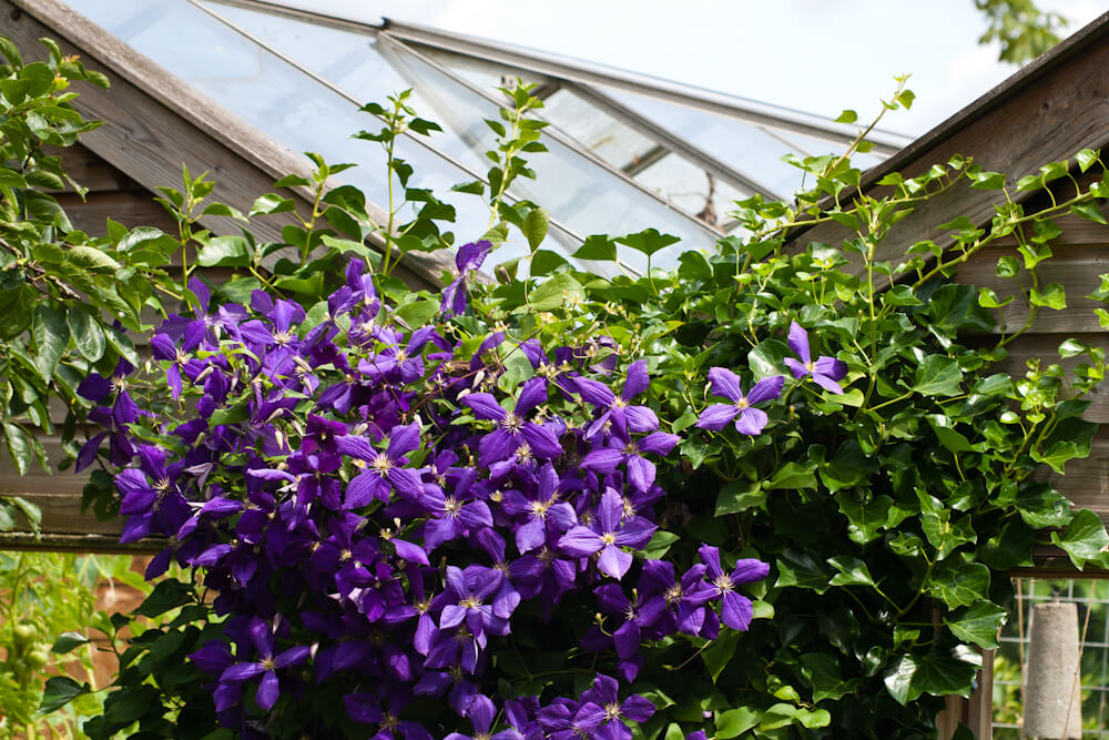 Fotoreportage van tuin in Vleuten voor Groencentrum van Kleinwee