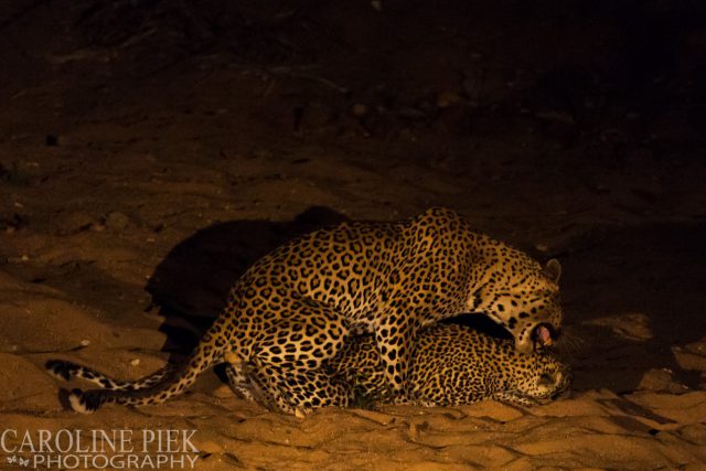 Wildlife safari in Kruger Park Afrika
