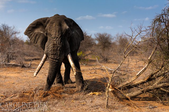 Wildlife safari in Kruger Park Afrika