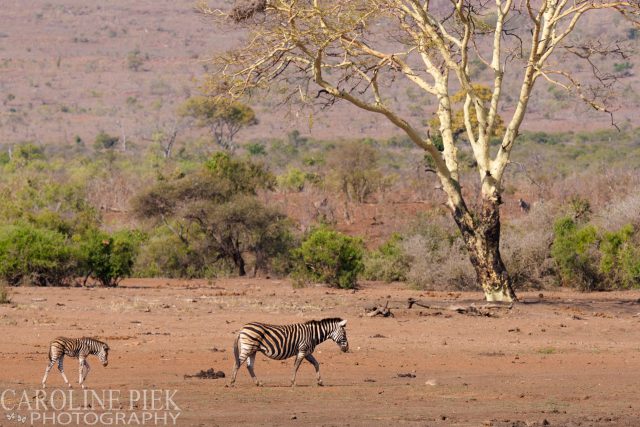 Wildlife safari in Kruger Park Afrika