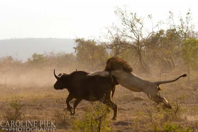 Wildlife safari in Kruger Park Afrika