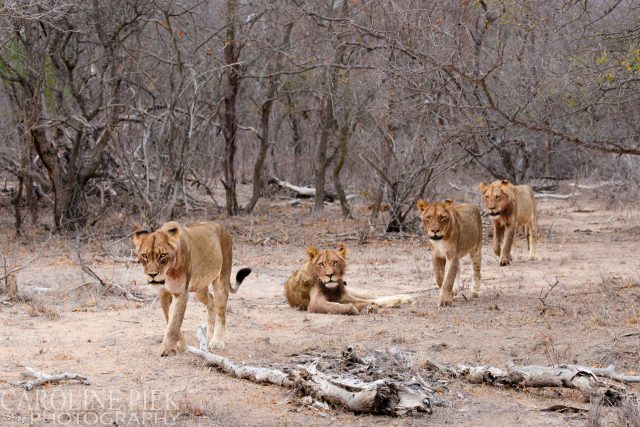 Wildlife safari in Kruger Park Afrika