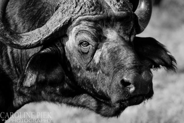 Wildlife safari in Kruger Park Afrika