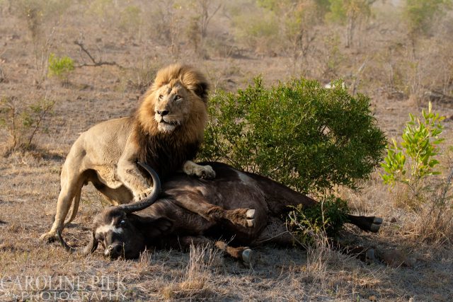 Wildlife safari in Kruger Park Afrika