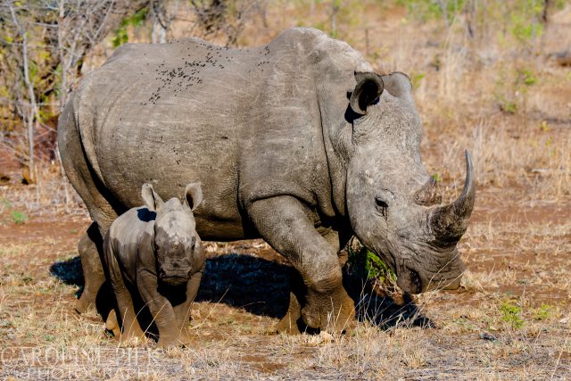 Wildlife safari in Kruger Park Afrika